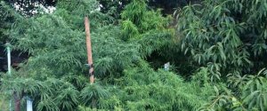 PCCOCS a depistat 40 de plante de cînepă - 2 persoane sunt reținute PCCOCS a depistat 40 de plante de cînepă - 2 persoane sunt reținute