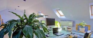 PLANTELE CARE NE UCID. Vampirii energetici pe care îi ţinem în casă PLANTELE CARE NE UCID. Vampirii energetici pe care îi ţinem în casă